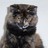 krazycatlady profile pic