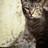 cady profile pic