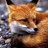 RedFox12 profile pic