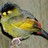 bakedfish profile pic