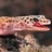 SirGecko profile pic