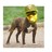mr.gohard profile pic