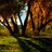 Bosque profile pic