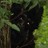 North American Sasquatch profile pic