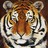KingOfJungle profile pic