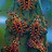SoftCoral profile pic