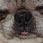hugsNpugs profile pic