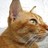 tamaow profile pic