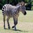 Zebr4z profile pic