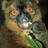 homicidalrabbit profile pic