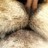 Skiot profile pic