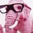 fancy elephante profile pic