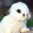 Dolce_Vita_Lover profile pic