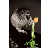 My_Shirt profile pic