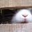 BunnyBunny profile pic