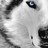 silvagoldfish profile pic