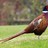 Discopheasant profile pic