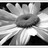 DozeyDaisy profile pic