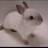 taz-pie profile pic