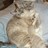 Grossmann profile pic