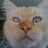 katwiskrs profile pic
