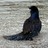 finkled profile pic