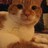 Tazocat profile pic