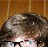 TeeVeeDinner profile pic