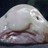 Guppy75 profile pic
