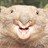 wombatcrusader profile pic