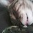 kittilicks profile pic