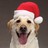 maxdogger profile pic