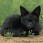 killahblackfox profile pic