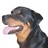 Madra profile pic