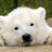 bigplrbear profile pic