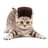 Kittenplay profile pic
