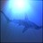 shadow stalker P.I. profile pic