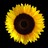 sun flo wer profile pic
