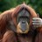nfriedman profile pic