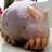 kitten-squid profile pic