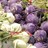 eat_kohlrabi profile pic