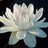 smelly lotus profile pic