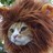 katsi_lion profile pic