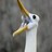 Flipityflop profile pic