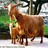 ilovegoats profile pic