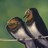 Sash-kash profile pic