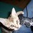 Flonne profile pic