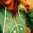 ToxicTee profile pic
