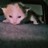 skweekitten profile pic