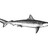 johnnymilkshark profile pic